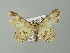  ( - BC ZSM Lep 41336)  @11 [ ] CreativeCommons - Attribution Non-Commercial Share-Alike (2012) Axel Hausmann/Bavarian State Collection of Zoology (ZSM) SNSB, Zoologische Staatssammlung Muenchen
