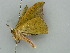  ( - BC ZSM Lep 41357)  @11 [ ] CreativeCommons - Attribution Non-Commercial Share-Alike (2011) Axel Hausmann/Bavarian State Collection of Zoology (ZSM) SNSB, Zoologische Staatssammlung Muenchen