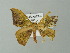  ( - BC ZSM Lep 41357)  @11 [ ] CreativeCommons - Attribution Non-Commercial Share-Alike (2012) Axel Hausmann/Bavarian State Collection of Zoology (ZSM) SNSB, Zoologische Staatssammlung Muenchen