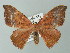  (Hypocoela AH02Md - BC ZSM Lep 41362)  @14 [ ] CreativeCommons - Attribution Non-Commercial Share-Alike (2012) Axel Hausmann/Bavarian State Collection of Zoology (ZSM) SNSB, Zoologische Staatssammlung Muenchen