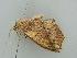  ( - BC ZSM Lep 41363)  @12 [ ] CreativeCommons - Attribution Non-Commercial Share-Alike (2011) Axel Hausmann/Bavarian State Collection of Zoology (ZSM) SNSB, Zoologische Staatssammlung Muenchen