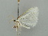  ( - BC ZSM Lep 41366)  @12 [ ] CreativeCommons - Attribution Non-Commercial Share-Alike (2011) Axel Hausmann/Bavarian State Collection of Zoology (ZSM) SNSB, Zoologische Staatssammlung Muenchen