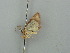  (Idaea AH03Md - BC ZSM Lep 41367)  @11 [ ] CreativeCommons - Attribution Non-Commercial Share-Alike (2011) Axel Hausmann/Bavarian State Collection of Zoology (ZSM) SNSB, Zoologische Staatssammlung Muenchen