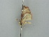  ( - BC ZSM Lep 41368)  @12 [ ] CreativeCommons - Attribution Non-Commercial Share-Alike (2011) Axel Hausmann/Bavarian State Collection of Zoology (ZSM) SNSB, Zoologische Staatssammlung Muenchen