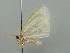 ( - BC ZSM Lep 41376)  @12 [ ] CreativeCommons - Attribution Non-Commercial Share-Alike (2011) Axel Hausmann/Bavarian State Collection of Zoology (ZSM) SNSB, Zoologische Staatssammlung Muenchen