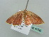  (Eois AH03Md - BC ZSM Lep 42329)  @12 [ ] CreativeCommons - Attribution Non-Commercial Share-Alike (2011) Axel Hausmann/Bavarian State Collection of Zoology (ZSM) SNSB, Zoologische Staatssammlung Muenchen
