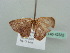  (Eois AH06Md - BC ZSM Lep 42332)  @12 [ ] CreativeCommons - Attribution Non-Commercial Share-Alike (2011) Axel Hausmann/Bavarian State Collection of Zoology (ZSM) SNSB, Zoologische Staatssammlung Muenchen
