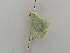  ( - BC ZSM Lep 42342)  @13 [ ] CreativeCommons - Attribution Non-Commercial Share-Alike (2011) Axel Hausmann/Bavarian State Collection of Zoology (ZSM) SNSB, Zoologische Staatssammlung Muenchen