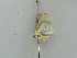  (Comostola AH02Md - BC ZSM Lep 42343)  @11 [ ] CreativeCommons - Attribution Non-Commercial Share-Alike (2011) Axel Hausmann/Bavarian State Collection of Zoology (ZSM) SNSB, Zoologische Staatssammlung Muenchen