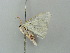  ( - BC ZSM Lep 42345)  @12 [ ] CreativeCommons - Attribution Non-Commercial Share-Alike (2011) Axel Hausmann/Bavarian State Collection of Zoology (ZSM) SNSB, Zoologische Staatssammlung Muenchen