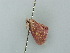  (Eois AH08Md - BC ZSM Lep 42349)  @13 [ ] CreativeCommons - Attribution Non-Commercial Share-Alike (2011) Axel Hausmann/Bavarian State Collection of Zoology (ZSM) SNSB, Zoologische Staatssammlung Muenchen