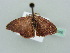  (Eois AH09Md - BC ZSM Lep 42350)  @13 [ ] CreativeCommons - Attribution Non-Commercial Share-Alike (2011) Axel Hausmann/Bavarian State Collection of Zoology (ZSM) SNSB, Zoologische Staatssammlung Muenchen