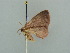  (Eois AH11Md - BC ZSM Lep 42362)  @12 [ ] CreativeCommons - Attribution Non-Commercial Share-Alike (2011) Axel Hausmann/Bavarian State Collection of Zoology (ZSM) SNSB, Zoologische Staatssammlung Muenchen