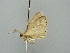  (Scopula AH05Md - BC ZSM Lep 42372)  @12 [ ] CreativeCommons - Attribution Non-Commercial Share-Alike (2011) Axel Hausmann/Bavarian State Collection of Zoology (ZSM) SNSB, Zoologische Staatssammlung Muenchen