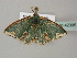  ( - BC ZSM Lep 42395)  @13 [ ] CreativeCommons - Attribution Non-Commercial Share-Alike (2011) Axel Hausmann/Bavarian State Collection of Zoology (ZSM) SNSB, Zoologische Staatssammlung Muenchen