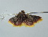  ( - BC ZSM Lep 42400)  @12 [ ] CreativeCommons - Attribution Non-Commercial Share-Alike (2011) Axel Hausmann/Bavarian State Collection of Zoology (ZSM) SNSB, Zoologische Staatssammlung Muenchen