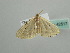  (Scopula AH01Gm - BC ZSM Lep 42517)  @12 [ ] CreativeCommons - Attribution Non-Commercial Share-Alike (2011) Axel Hausmann/Bavarian State Collection of Zoology (ZSM) SNSB, Zoologische Staatssammlung Muenchen