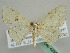  ( - BC ZSM Lep 42558)  @13 [ ] CreativeCommons - Attribution Non-Commercial Share-Alike (2011) Axel Hausmann/Bavarian State Collection of Zoology (ZSM) SNSB, Zoologische Staatssammlung Muenchen