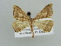  ( - BC ZSM Lep 42564)  @12 [ ] CreativeCommons - Attribution Non-Commercial Share-Alike (2011) Axel Hausmann/Bavarian State Collection of Zoology (ZSM) SNSB, Zoologische Staatssammlung Muenchen