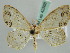  (Scopula fimbrilineata - BC ZSM Lep 42568)  @14 [ ] CreativeCommons - Attribution Non-Commercial Share-Alike (2011) Axel Hausmann/Bavarian State Collection of Zoology (ZSM) SNSB, Zoologische Staatssammlung Muenchen