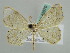  (Scopula AH13Tz - BC ZSM Lep 42570)  @14 [ ] CreativeCommons - Attribution Non-Commercial Share-Alike (2011) Axel Hausmann/Bavarian State Collection of Zoology (ZSM) SNSB, Zoologische Staatssammlung Muenchen