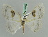  (Somatina AH02Tz - BC ZSM Lep 42572)  @11 [ ] CreativeCommons - Attribution Non-Commercial Share-Alike (2011) Axel Hausmann/Bavarian State Collection of Zoology (ZSM) SNSB, Zoologische Staatssammlung Muenchen