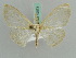  (Problepsis AH01Tz - BC ZSM Lep 42573)  @14 [ ] CreativeCommons - Attribution Non-Commercial Share-Alike (2011) Axel Hausmann/Bavarian State Collection of Zoology (ZSM) SNSB, Zoologische Staatssammlung Muenchen