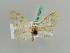  (Scopula AH15Tz - BC ZSM Lep 42578)  @12 [ ] CreativeCommons - Attribution Non-Commercial Share-Alike (2011) Axel Hausmann/Bavarian State Collection of Zoology (ZSM) SNSB, Zoologische Staatssammlung Muenchen