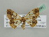  ( - BC ZSM Lep 42591)  @13 [ ] CreativeCommons - Attribution Non-Commercial Share-Alike (2011) Axel Hausmann/Bavarian State Collection of Zoology (ZSM) SNSB, Zoologische Staatssammlung Muenchen