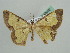  ( - BC ZSM Lep 42602)  @12 [ ] CreativeCommons - Attribution Non-Commercial Share-Alike (2011) Axel Hausmann/Bavarian State Collection of Zoology (ZSM) SNSB, Zoologische Staatssammlung Muenchen