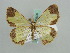  ( - BC ZSM Lep 42606)  @14 [ ] CreativeCommons - Attribution Non-Commercial Share-Alike (2011) Axel Hausmann/Bavarian State Collection of Zoology (ZSM) SNSB, Zoologische Staatssammlung Muenchen