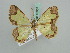  ( - BC ZSM Lep 42607)  @14 [ ] CreativeCommons - Attribution Non-Commercial Share-Alike (2011) Axel Hausmann/Bavarian State Collection of Zoology (ZSM) SNSB, Zoologische Staatssammlung Muenchen