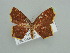  (Chrysocraspeda AH01Tz - BC ZSM Lep 42610)  @13 [ ] CreativeCommons - Attribution Non-Commercial Share-Alike (2011) Axel Hausmann/Bavarian State Collection of Zoology (ZSM) SNSB, Zoologische Staatssammlung Muenchen