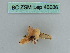  (Xenochlorodes nubigena - BC ZSM Lep 46036)  @12 [ ] CreativeCommons - Attribution Non-Commercial Share-Alike (2011) Axel Hausmann/Bavarian State Collection of Zoology (ZSM) SNSB, Zoologische Staatssammlung Muenchen