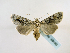  ( - BC ZSM Lep 48883)  @13 [ ] CreativeCommons - Attribution Non-Commercial Share-Alike (2011) Axel Hausmann/Bavarian State Collection of Zoology (ZSM) SNSB, Zoologische Staatssammlung Muenchen