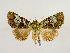  (Viridistria - BC ZSM Lep 48892)  @13 [ ] CreativeCommons - Attribution Non-Commercial Share-Alike (2011) Axel Hausmann/Bavarian State Collection of Zoology (ZSM) SNSB, Zoologische Staatssammlung Muenchen