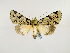  (Diptheroides - BC ZSM Lep 48900)  @13 [ ] CreativeCommons - Attribution Non-Commercial Share-Alike (2011) Axel Hausmann/Bavarian State Collection of Zoology (ZSM) SNSB, Zoologische Staatssammlung Muenchen