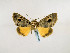  ( - BC ZSM Lep 48905)  @12 [ ] CreativeCommons - Attribution Non-Commercial Share-Alike (2011) Axel Hausmann/Bavarian State Collection of Zoology (ZSM) SNSB, Zoologische Staatssammlung Muenchen