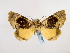  ( - BC ZSM Lep 48907)  @13 [ ] CreativeCommons - Attribution Non-Commercial Share-Alike (2011) Axel Hausmann/Bavarian State Collection of Zoology (ZSM) SNSB, Zoologische Staatssammlung Muenchen
