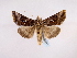  ( - BC ZSM Lep 48911)  @14 [ ] CreativeCommons - Attribution Non-Commercial Share-Alike (2011) Axel Hausmann/Bavarian State Collection of Zoology (ZSM) SNSB, Zoologische Staatssammlung Muenchen