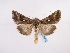  ( - BC ZSM Lep 48913)  @14 [ ] CreativeCommons - Attribution Non-Commercial Share-Alike (2011) Axel Hausmann/Bavarian State Collection of Zoology (ZSM) SNSB, Zoologische Staatssammlung Muenchen