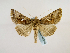  ( - BC ZSM Lep 48916)  @14 [ ] CreativeCommons - Attribution Non-Commercial Share-Alike (2011) Axel Hausmann/Bavarian State Collection of Zoology (ZSM) SNSB, Zoologische Staatssammlung Muenchen