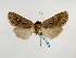  (Rougeotia obscuraGB03Et - BC ZSM Lep 48918)  @13 [ ] CreativeCommons - Attribution Non-Commercial Share-Alike (2011) Axel Hausmann/Bavarian State Collection of Zoology (ZSM) SNSB, Zoologische Staatssammlung Muenchen