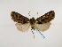  (Rougeotia aethiopicaGB03Et - BC ZSM Lep 48919)  @13 [ ] CreativeCommons - Attribution Non-Commercial Share-Alike (2011) Axel Hausmann/Bavarian State Collection of Zoology (ZSM) SNSB, Zoologische Staatssammlung Muenchen