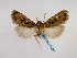  ( - BC ZSM Lep 48921)  @13 [ ] CreativeCommons - Attribution Non-Commercial Share-Alike (2011) Axel Hausmann/Bavarian State Collection of Zoology (ZSM) SNSB, Zoologische Staatssammlung Muenchen