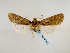  (Rougeotia ludovicoides - BC ZSM Lep 48922)  @13 [ ] CreativeCommons - Attribution Non-Commercial Share-Alike (2011) Axel Hausmann/Bavarian State Collection of Zoology (ZSM) SNSB, Zoologische Staatssammlung Muenchen