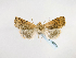  ( - BC ZSM Lep 48959)  @12 [ ] CreativeCommons - Attribution Non-Commercial Share-Alike (2011) Axel Hausmann/Bavarian State Collection of Zoology (ZSM) SNSB, Zoologische Staatssammlung Muenchen