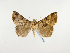  ( - BC ZSM Lep 48966)  @14 [ ] CreativeCommons - Attribution Non-Commercial Share-Alike (2011) Axel Hausmann/Bavarian State Collection of Zoology (ZSM) SNSB, Zoologische Staatssammlung Muenchen