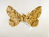  ( - BC ZSM Lep 48969)  @12 [ ] CreativeCommons - Attribution Non-Commercial Share-Alike (2011) Axel Hausmann/Bavarian State Collection of Zoology (ZSM) SNSB, Zoologische Staatssammlung Muenchen