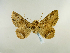  ( - BC ZSM Lep 48971)  @13 [ ] CreativeCommons - Attribution Non-Commercial Share-Alike (2011) Axel Hausmann/Bavarian State Collection of Zoology (ZSM) SNSB, Zoologische Staatssammlung Muenchen